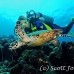 turtle_green_jg_h_0705_png0854.jpg